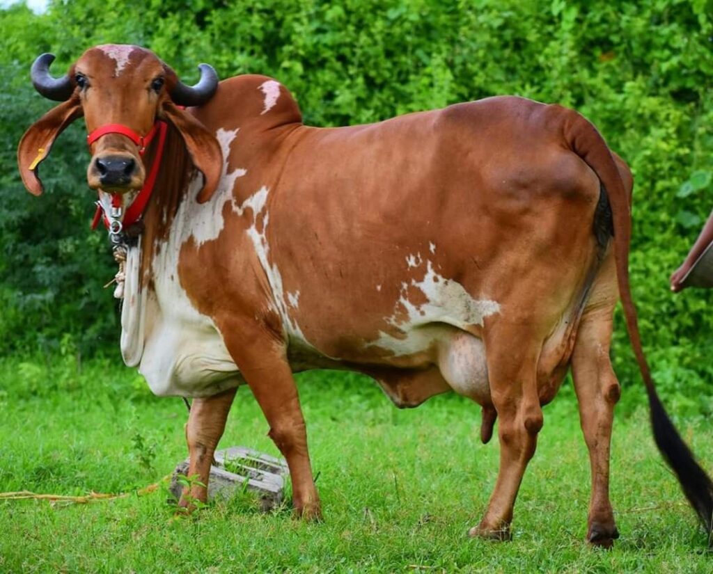 Best cattle supplements for dairy farming
