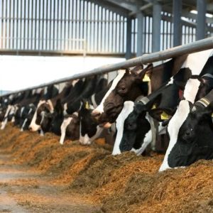 पशुओं में दूध बढ़ाने के तरीके